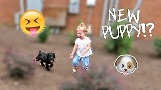 NEW PUPPY! - TODDLER'S REACTION
