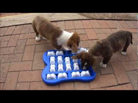 Cute puppies first attempt at a level 2 Nina Ottosson puzzle (Corgi's Fos and Ebo; 11 weeks old)