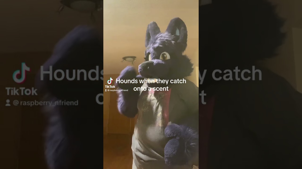 Why do they do that #fandom #fursuit #furries #fursuiters #cosplay #anthrocon #costume