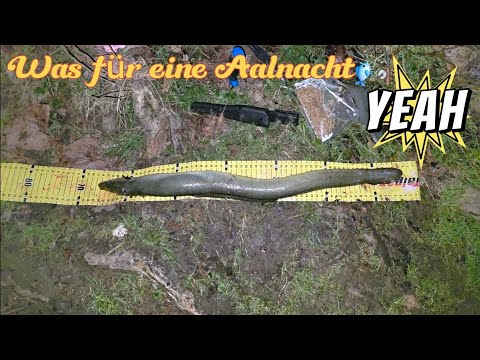 Night fishing for eels 🚨 at night 🌛 🎣! #fishing #eel #nightfishing