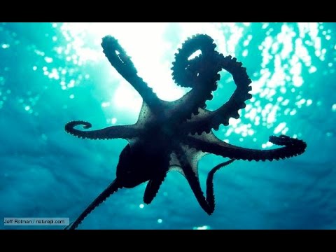 download lagu mp3 mp4 Octopus Pictures, download lagu Octopus Pictures gratis, unduh video klip Octopus Pictures
