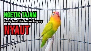 Download lagu NGETIK TAJAM Lanjut Ngekek Panjang Bikin lawan EMOSI, Suara Lovebird Gacor Ngekek Panjang mp3