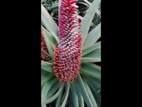 Aloe bainesii 2 