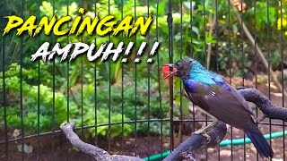 Download lagu KOLIBRI KELAPA GACOR MEMANGGIL TEMAN, AMPUH BUAT PIKAT mp3