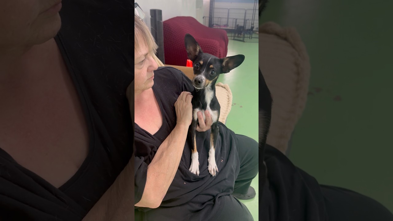 Enlarge Sophie, an adopted mixed breed in PHOENIX, AZ video 6/6