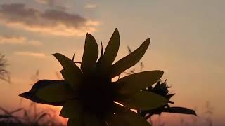 J J  Cale, Lean On Me