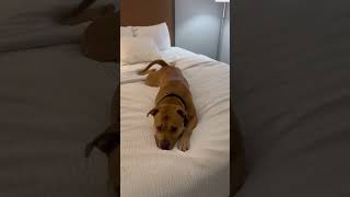 Video preview image #1 American Pit Bull Terrier-Unknown Mix Puppy For Sale in Germantown, OH, USA