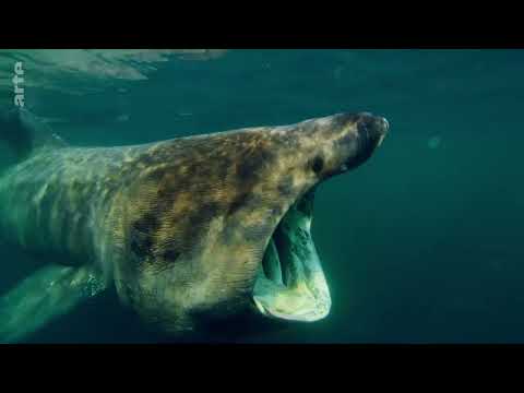 Unsere Meere: Naturwunder Ostsee Doku (2023)