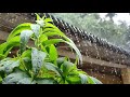 Assam Natural Beauty Barisare Borosha Huwa Bukute Nami Aha Assamesong