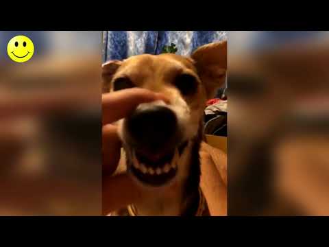 STUPID MOMENTS, FUNNY MOMENTS, JUST FAILS 2018 #10