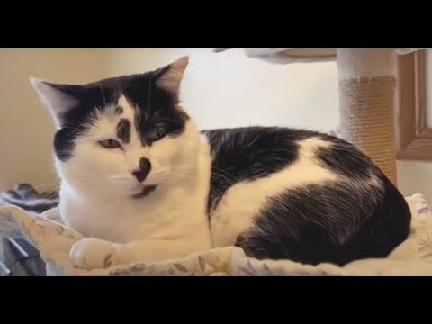 SIMON, an adopted Domestic Medium Hair in Sequim, WA_image-1