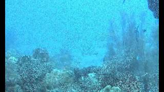 preview picture of video 'Diving duiken in Bali Indonesie 01'