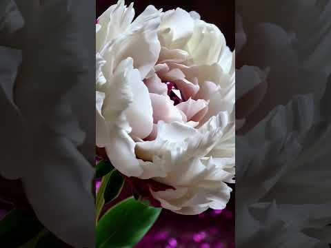 hino 341 CCB #hinosccb #ccbhinario5 #ccbhinos #ccbhinoscantados