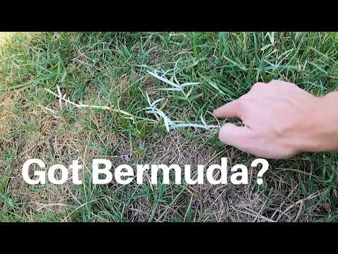 How we control Bermuda Grass in a fescue lawn.