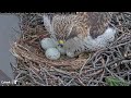 Four Eggs Greet Arthur As He Arrives To Relieve Big Red | #cornellhawks | April 19, 2024