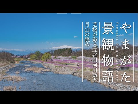 【4K空撮】70芝桜が彩る立谷川河川敷と月山の眺め〈やまがた景観物語〉
