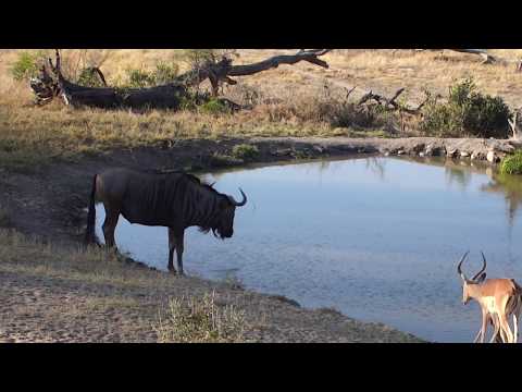 Djuma: Lone Wildebeest bull and Impala herd - 16:22- 09/02/18