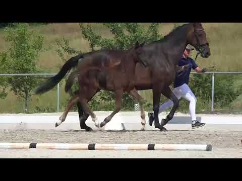 KN 29: SF von Diamond Hit /Johnson