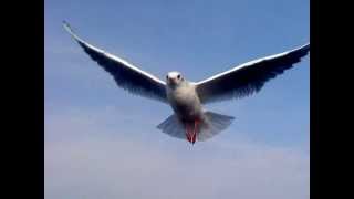 Carla Olson and Mick Taylor - The lady is gone