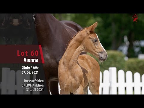 Onlive-Auktion Dressurfohlen Lot 60 Vienna Stute v. Valdiviani - Capri Sonne jr.