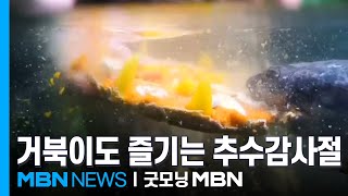 [굿모닝월드] 거북이에게도 감사를! [굿모닝 MBN]