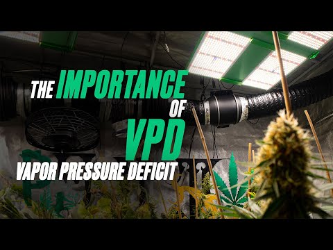 The Importance of VPD | Vapor Pressure Deficit
