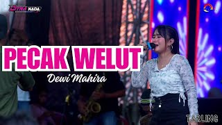 Download lagu PECAK WELUT ~ DEWI MAHIRA // CITRA NADA LIVE DUKUH ANJUN KALER - MALAHAYU // BANJARHARJO - BREBES mp3