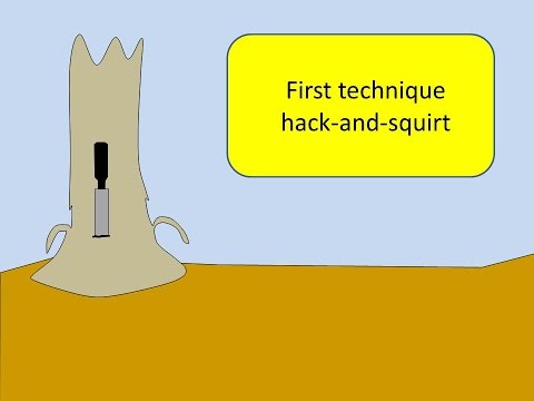 How to Kill a Tree that is Invasive or Unwanted: 5 Tips