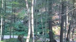 preview picture of video 'Bear at Kittatinny Campground'