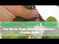 Organic Insect Killer for Mealy Bugs, Soft Scale Insects / Croton Scale | Field Test