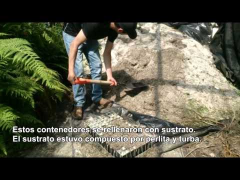 Propagación de Nothofagus dombeyi