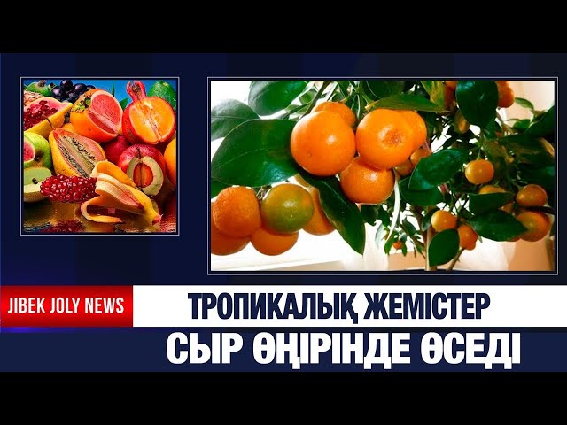 Банан, лимон, мандарин, киви енді Сыр өңірінде өседі
