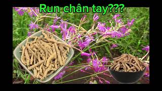 Sự Thật Về Thư Can Dưỡng Huyết 250ml Mà Bạn Cần Biết Ngay