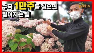 수국 1만주 심으면 어떤 모습일까?(공주 수국 정원)