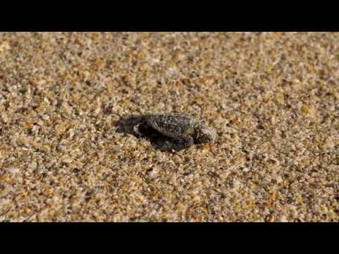 Vero Beach, FL - Turtle Walk