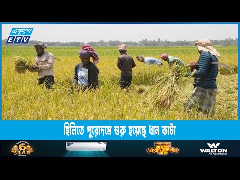 হিলিতে পুরোদমে শুরু হয়েছে ধান কাটা | ETV News
