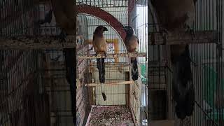 Download lagu BURUNG PENTET RAJA, EKOR 50CM mp3