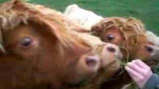 Anton, Stephen and Robin meet Highland cattle saying hello!