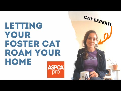 How Long Should I Keep New Foster Cats Confined? - YouTube