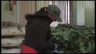 Голландская технология позволила существенно увеличить урожайность и снизить потери при хранении