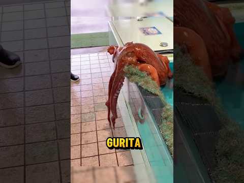 Mengapa Gurita Melarikan Diri