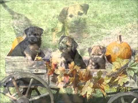 Border Terrier