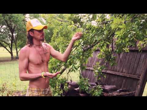 Daily Harvest, Wild Crafted Super Food, Hackberry AKA Natures Jaw Breakers