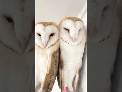 メンフクロウの頭蓋骨