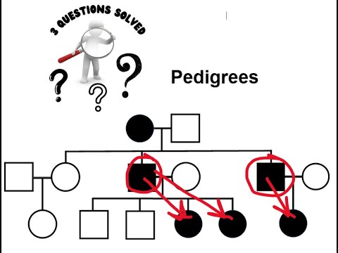 How to solve pedigrees fast with 3 steps!!