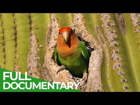 Nature's Greatest Talents: Smart And Smarter