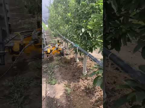 Kadıoğlu EKO interrow Tiller Equipment is Working in a Closely Planted Fruit Orchard