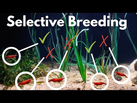 How to Selectively Breed Shrimp - Improve the color & quality of your shrimp colony!