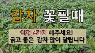 감자 꽃필 때 이것4가지 해주면 굵고 좋은 감자 주렁주렁 많이 달립니다. #감자 추비 감자 북주기 #감자 순…