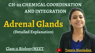 Ch-22 Chemical coordination & Integration | ADRENAL GLANDS | Class 11 Biology/NEET
